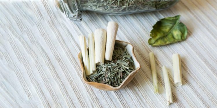 LES VERTUS DE LA CITRONNELLE