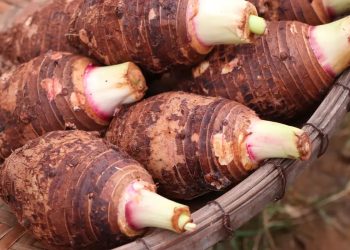 Cuisine : les bienfaits du taro