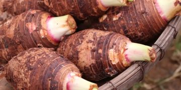 Cuisine : les bienfaits du taro