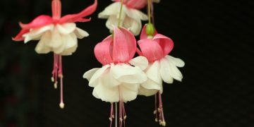 [Attention] ces 5 magnifiques fleurs sont toxiques