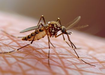 Santé : attention à la dengue