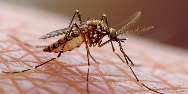Santé : attention à la dengue