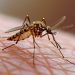 Santé : attention à la dengue