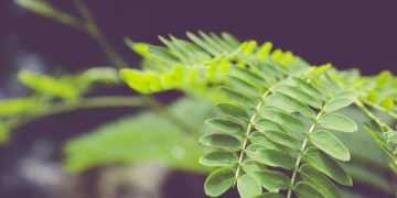 pouvoir des plantes