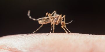Astuces de grand-mère pour éloigner les moustiques naturellement