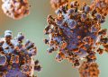 Dans l’ombre du Covid… L’HANTAVIRUS