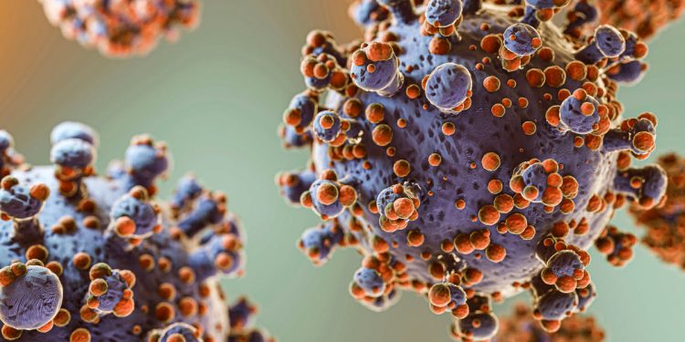Dans l’ombre du Covid… L’HANTAVIRUS